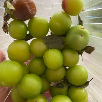 Mopaş Kurtköy Online Çöpe Atılacak Ürünler Yolluyor