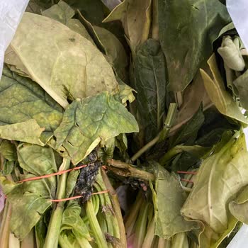 Mopaş Kurtköy Online Çöpe Atılacak Ürünler Yolluyor