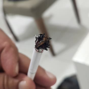 JTI Sigaranın İçin De Odun