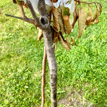 Nisasu Fidancılık ve Peyzaj Nisasu Fidancılık & Peyzaj Mağdur Eden Firma.!