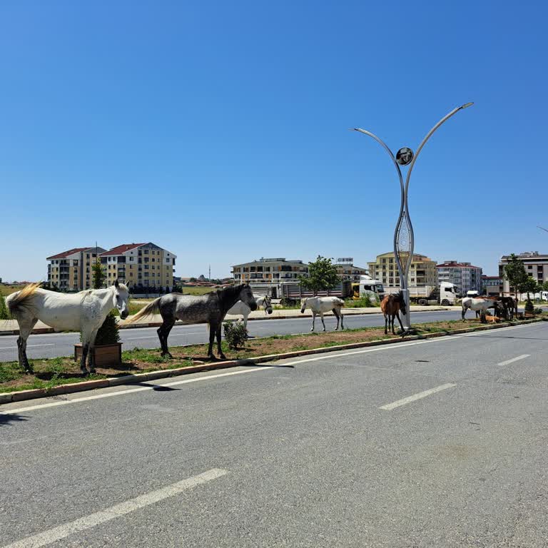 Kırklareli Belediyesi Atatürk Mahallesi Başıboş Gezen Atlar Ve Çevreye Zararları