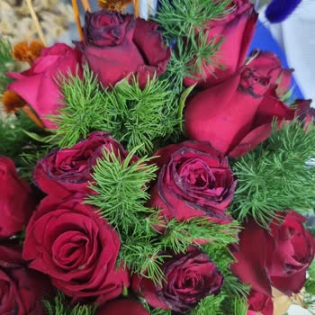 Tazecicek.com Hakkında Şikayetim Var