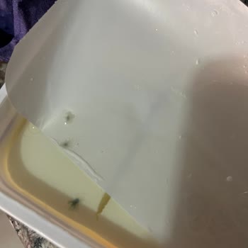 Ekici Küflü Beyaz Peynir