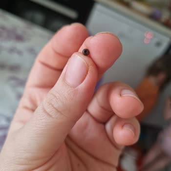 Migros Yayla Bulgur Boncuk Çıktı