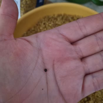 Migros Yayla Bulgur Boncuk Çıktı
