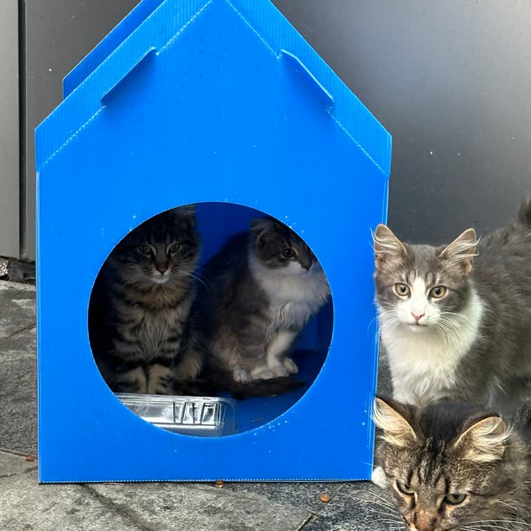 Metropol İstanbul Hayvan Dostu Diye Tanıtan AVM!