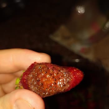 Yemeksepeti Ürün Çürük Geldi Ücret İadesi Talep Ediyorum