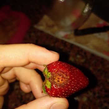 Yemeksepeti Ürün Çürük Geldi Ücret İadesi Talep Ediyorum