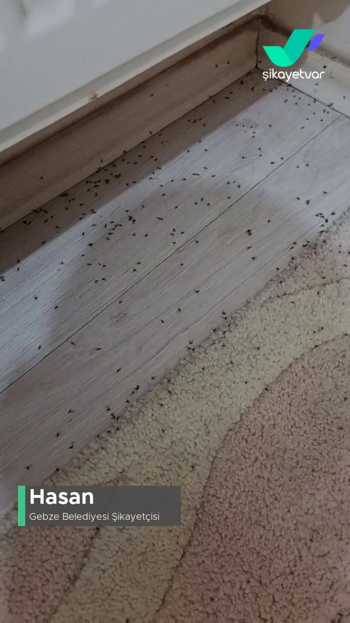 Gebze Belediyesi İlaçlama Yapacak mı Artık? videonun kapak resmi