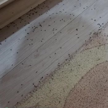 Gebze Belediyesi İlaçlama Yapacak mı Artık?