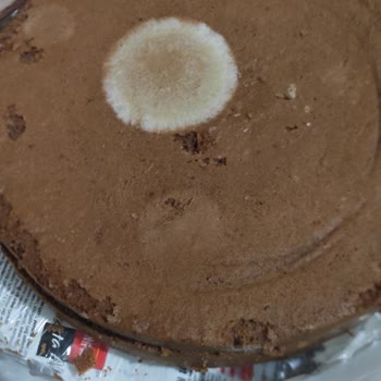 A101 Küflü Pandispanya Keki