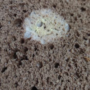 A101 Küflü Pandispanya Keki