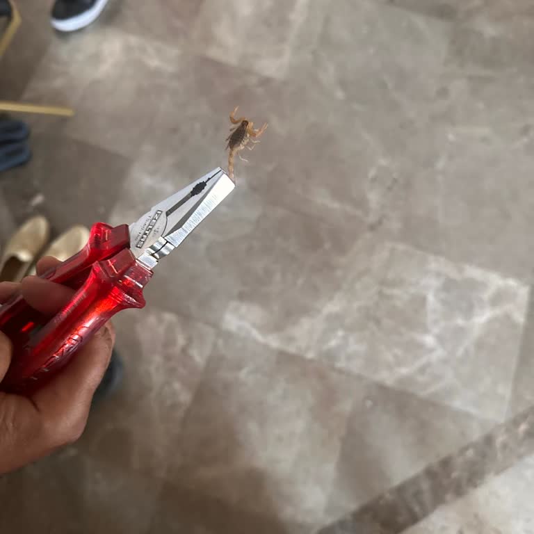 Zara Kutusundan Akrep Çıkması