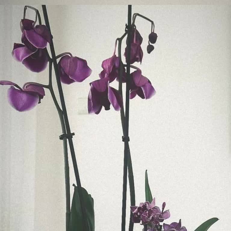 ÇiçekSepeti Solmuş Orkide Ve Yanlış Saksı