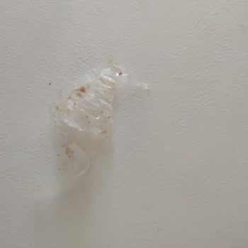 Nestle Nesfit İçinden Yapışkanlı Jelatin Çıktı