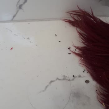 Bandırma TMO Böcek Şikayeti