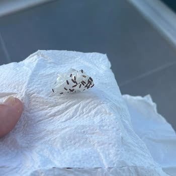 Bandırma TMO Böcek Şikayeti