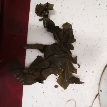 Yurtalan Yaprak Yurtalan Zade Asma Yaprağı