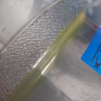 Düdüklü Berrak Su'da Yeşil Yeşil Katmanlar Var!