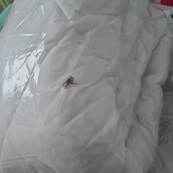 Trendyol Siparişlerinde Böcek Ve Yanlış Ürün Sorunu!