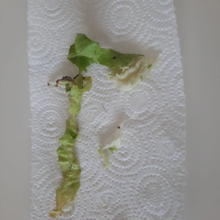 Hacıbaşar Kebap Ataşehir Hacıbaşar Yeşillikten Çıkan Böcek