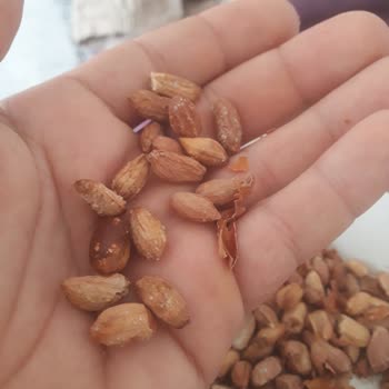 Emsal Kuruyemiş Kalitesiz Bozuk Fıstık BİM'de