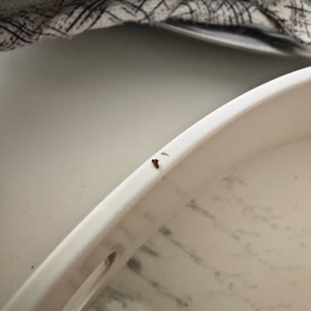 Found a Winged Bug in my 2.5L Pepsi Bottle