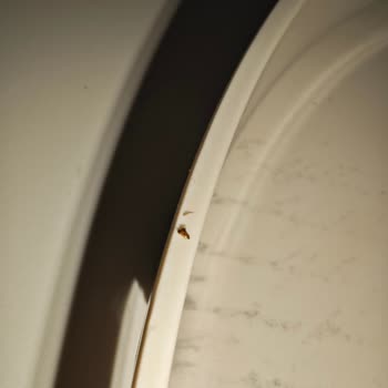 Found a Winged Bug in my 2.5L Pepsi Bottle