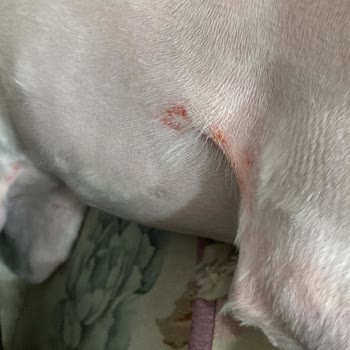 Balkan Veterinerlik Hizmetleri Tıraş Yaparken Köpeğimin Her Yerini Kesmişler