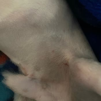 Balkan Veterinerlik Hizmetleri Tıraş Yaparken Köpeğimin Her Yerini Kesmişler