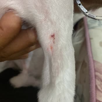 Balkan Veterinerlik Hizmetleri Tıraş Yaparken Köpeğimin Her Yerini Kesmişler