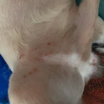 Balkan Veterinerlik Hizmetleri Tıraş Yaparken Köpeğimin Her Yerini Kesmişler