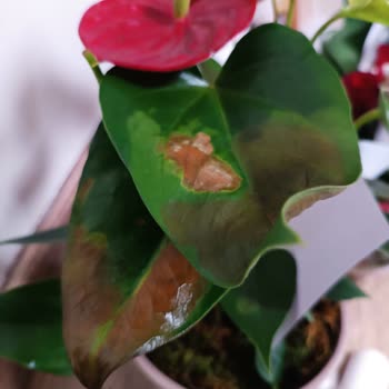 ÇiçekSepeti Siparişlerimizde Yaşadığımız Sorunlar Ve Çözüm Beklentimiz