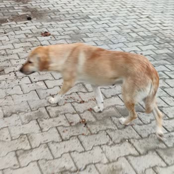 Mersin Belediyesi Sokak Hayvanlarını Toplamıyor