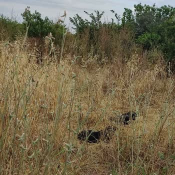 Mersin Belediyesi Sokak Hayvanlarını Toplamıyor