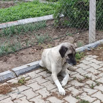 Mersin Belediyesi Sokak Hayvanlarını Toplamıyor