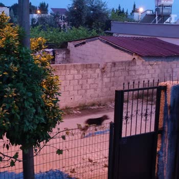 Mersin Belediyesi Sokak Hayvanlarını Toplamıyor