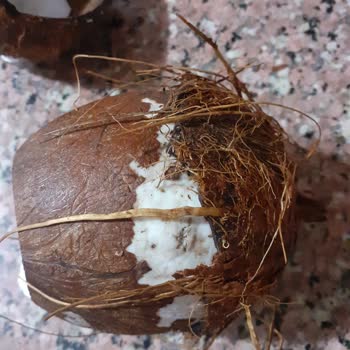 File Market Hindistan Cevizleri Küflü