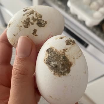 Migros Yumurtacım Marka Kusurlu Ürün