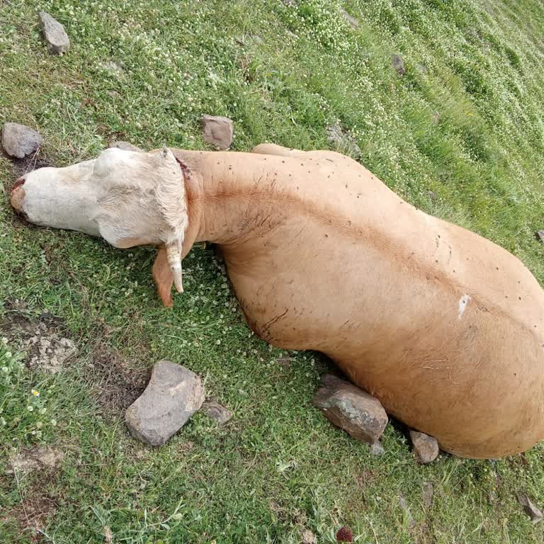 TARSİM Hasar Reddine İtiraz