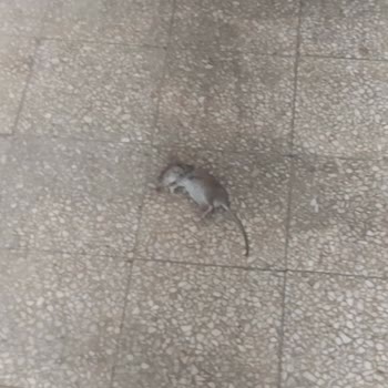 Üsküdar Belediyesi Apartmanda Fare Sorunu