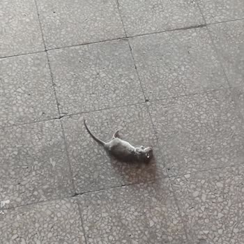 Üsküdar Belediyesi Apartmanda Fare Sorunu