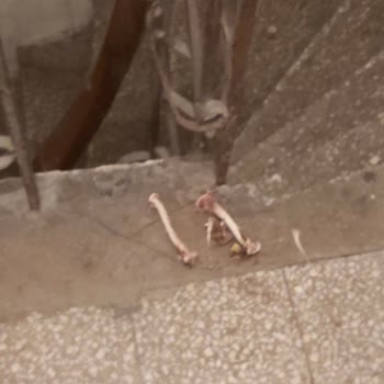 İBB - İstanbul Büyükşehir Belediyesi Apartmanda Fare Sorunu