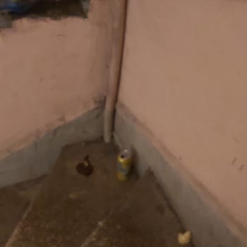 İBB - İstanbul Büyükşehir Belediyesi Apartmanda Fare Sorunu