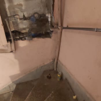 İBB - İstanbul Büyükşehir Belediyesi Apartmanda Fare Sorunu