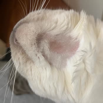 Amazon Sahte Ya Da Bozuk Kedi Maması