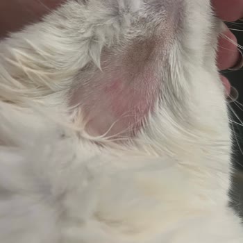 Amazon Sahte Ya Da Bozuk Kedi Maması