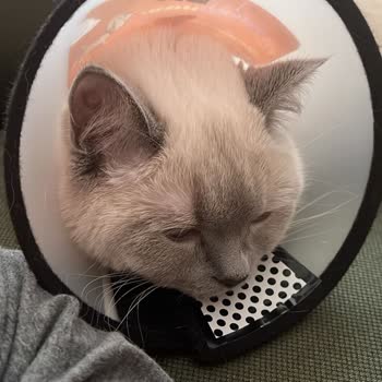 Amazon Sahte Ya Da Bozuk Kedi Maması