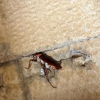 İzmir Gaziemir Belediyesi Gaziemir'de Hamam Böceği