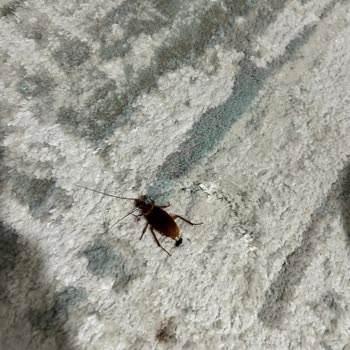 İzmir Gaziemir Belediyesi Gaziemir'de Hamam Böceği